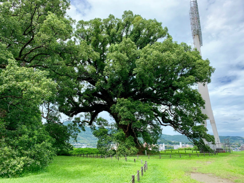 バックネット裏2