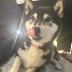 ジョンぼんヴォビ