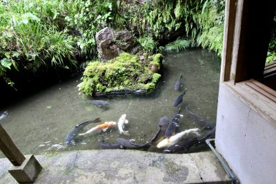 鯉の泳ぐ池